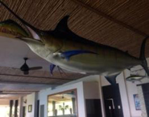 Marlin-at-the-Southern1
