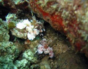 Playa-del-Coco-Diving