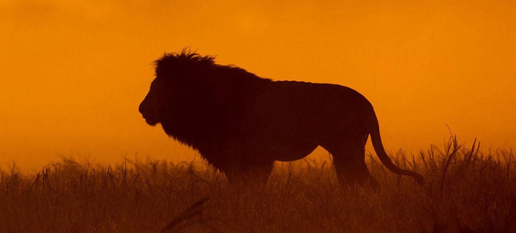 Safari