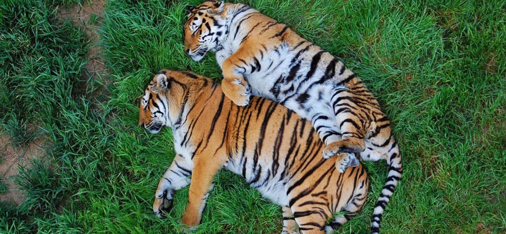 Wildlife